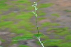 Peristylus aristatus